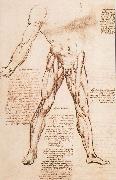 Muscle structure of the thigh LEONARDO da Vinci